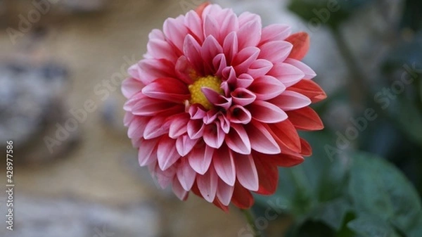 Obraz dahlia flower