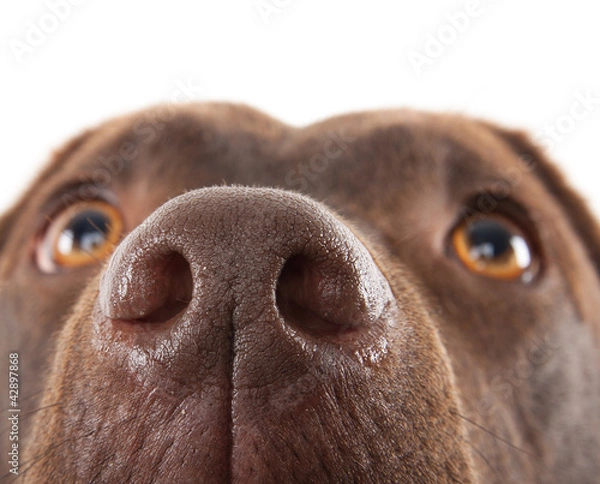 Obraz Brown labrador nose close-up
