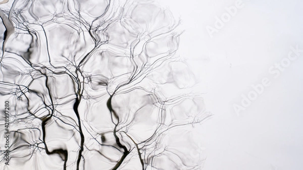 Fototapeta trees reflected crooked mirror