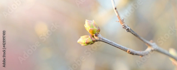 Fototapeta first spring buds on tree branches, close up