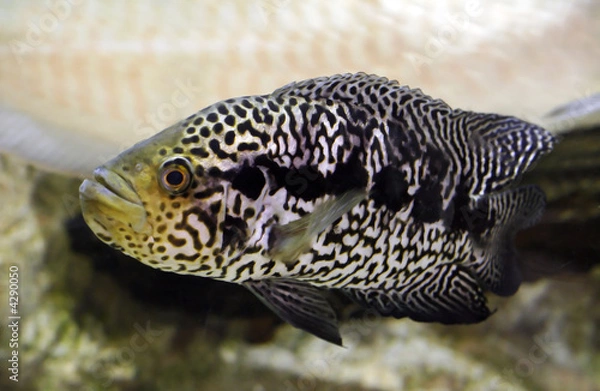 Obraz jaguar cichlid
