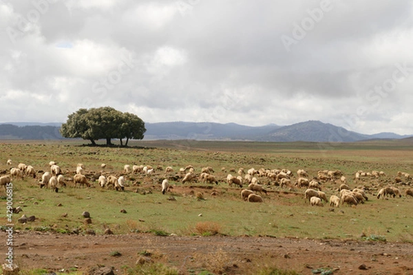 Fototapeta A flock of sheep on barren country with sparse trees and mountains in the background near Midelt, Morocco, Africa
