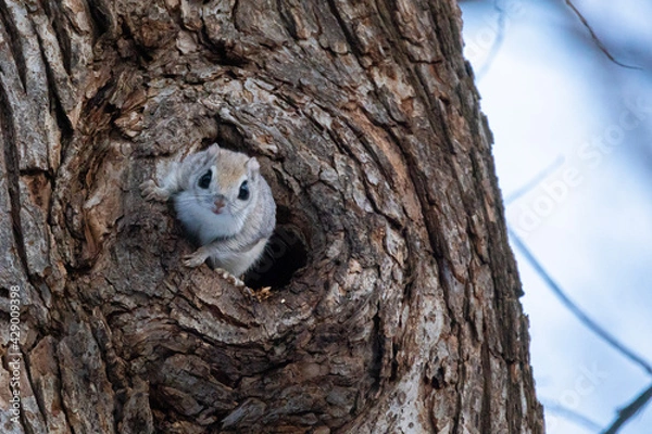 Fototapeta the flying squirrel is watching from the burrow
