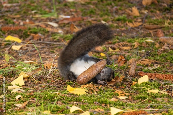 Fototapeta the squirrel is playing 