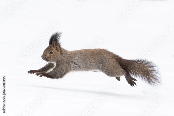 Fototapeta squirrel run in the snow