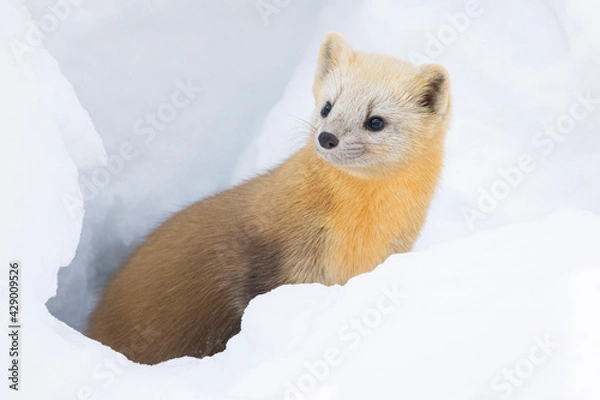 Fototapeta sable in snow
