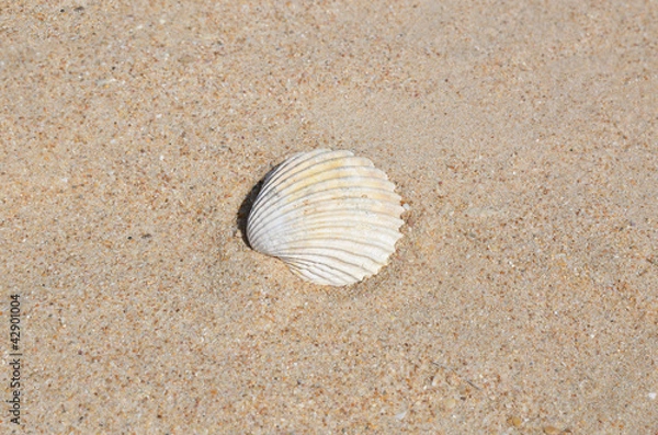 Fototapeta Muscheln sammeln