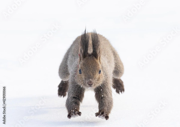 Fototapeta squirrel on the snow