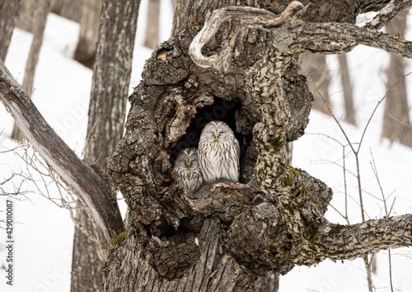 Fototapeta owl couple