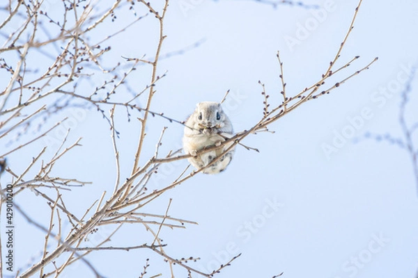 Fototapeta flying squirrel eating on a tall tree