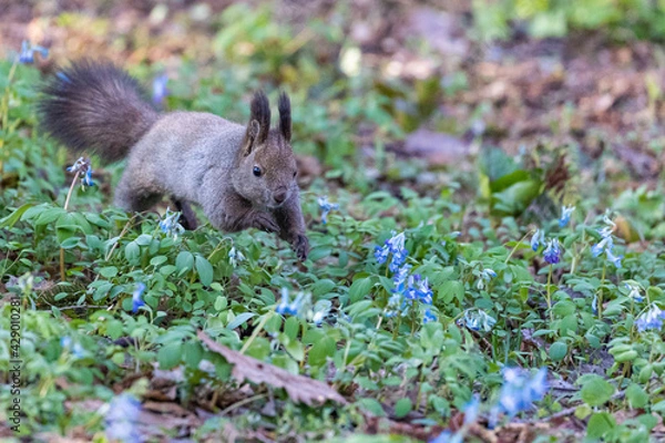 Fototapeta squirrel in the flower