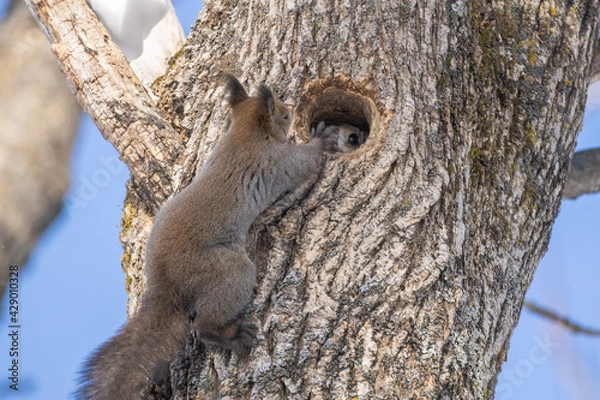 Fototapeta squirrel and flying squirrel