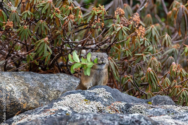 Fototapeta pika holding a leaf