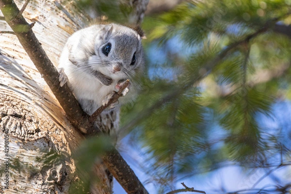 Fototapeta flying sqirrel on the tree