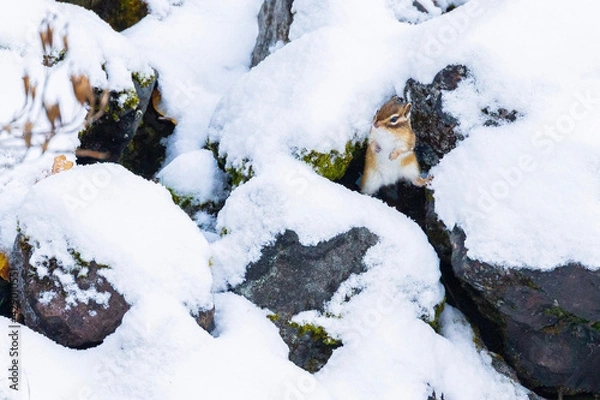 Fototapeta chipmunk on the snow