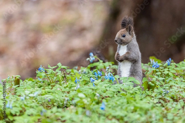 Fototapeta squirrel on the flower