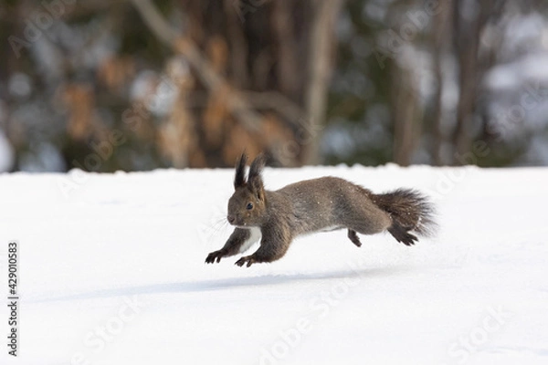 Fototapeta squirrel in the snow