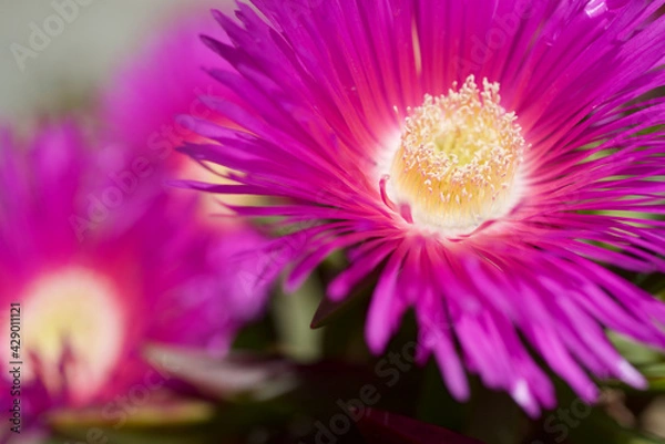 Fototapeta Pink flower view