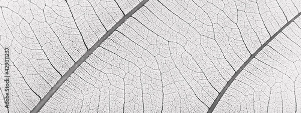 Obraz close up white leaf texture