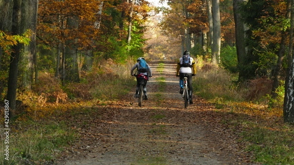 Obraz Wycieczka rowerowa po lesie