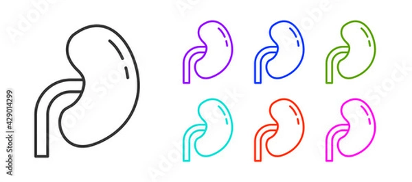 Fototapeta Black line Human kidney icon isolated on white background. Set icons colorful. Vector