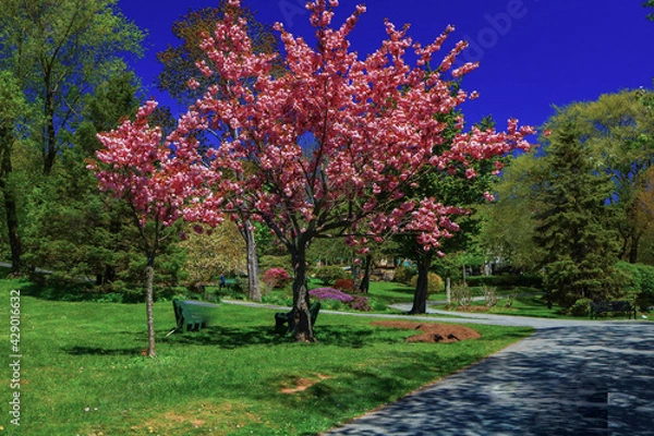 Fototapeta blooming tree in spring