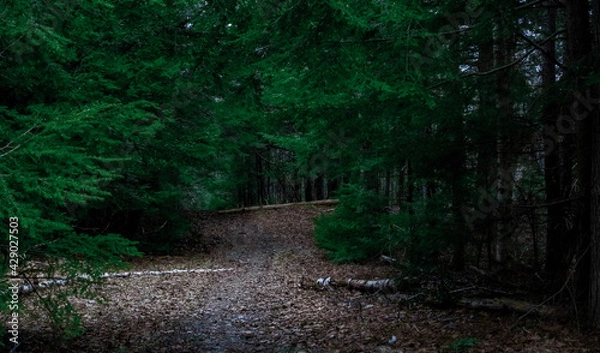 Obraz path in the forest