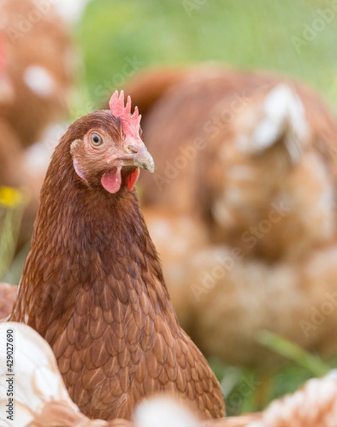 Obraz Freilaufende Hühner 