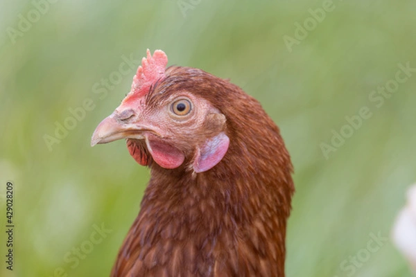 Obraz Freilaufende Hühner 