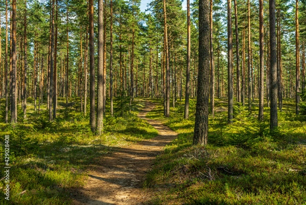 Obraz Walking path in a beautiful pine forest in Sweden
