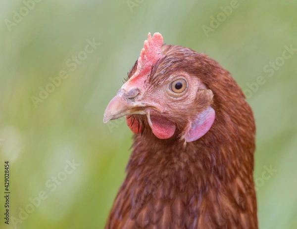 Obraz Freilaufende Hühner 