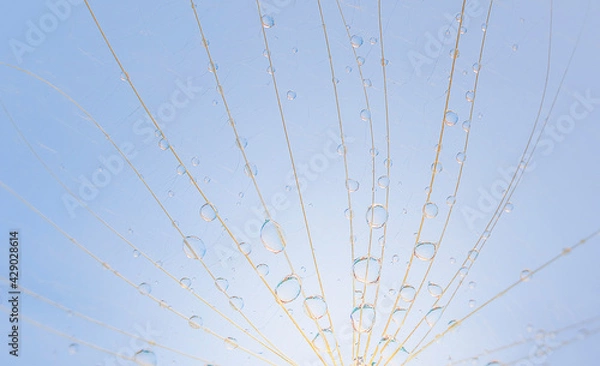 Fototapeta water droplets on a dandelion, dandelion on a blue sky background