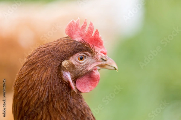 Obraz Freilaufende Hühner 