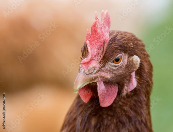 Obraz Freilaufende Hühner 