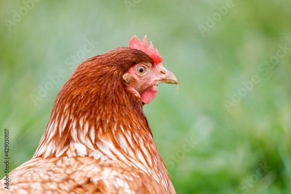 Obraz Freilaufende Hühner 