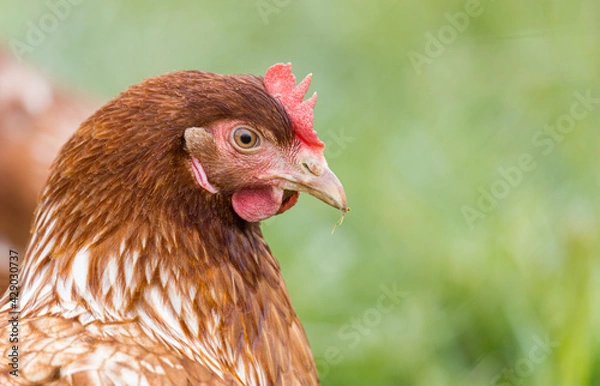 Obraz Freilaufende Hühner 