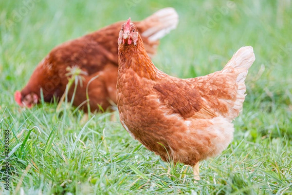 Obraz Freilaufende Hühner 