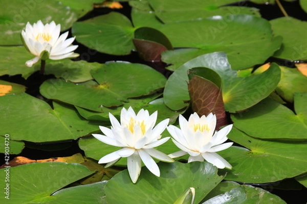 Fototapeta ６月の花（多摩川台公園）。　スイレン。東急東横線・目黒線の多摩川駅前にある多摩川台公園の６月は、紫陽花の他、様々な花が咲く。