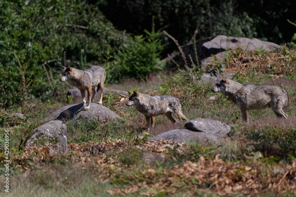 Obraz Loup gris d'Europe