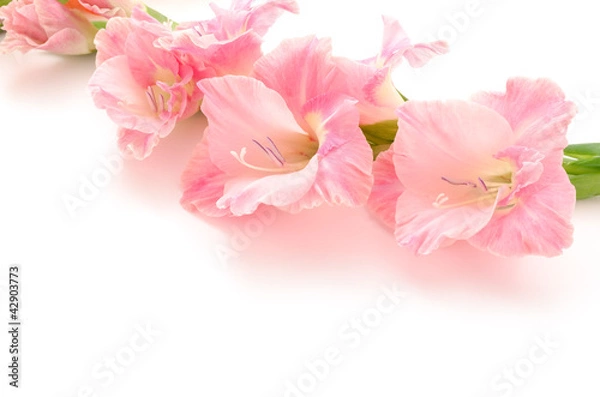 Obraz 横向きのピンクのグラジオラスの花