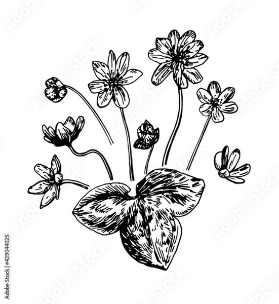 Fototapeta Vector illustrations of Hepatica drawn with a black line on a white background.