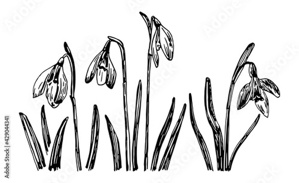 Fototapeta Vector illustrations of Galanthus drawn with a black line on a white background.