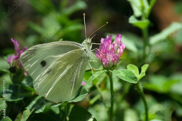 Obraz mariposa sobre flor