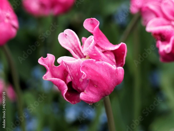 Obraz Red and pink tulips with raindrops blooming on the flower beds