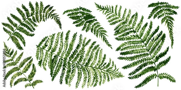 Fototapeta A set of fern leaves, painted with watercolor on a white background.