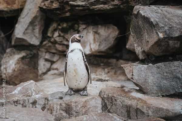 Obraz penguin on the rocks