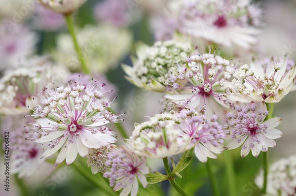 Obraz astrantia 37