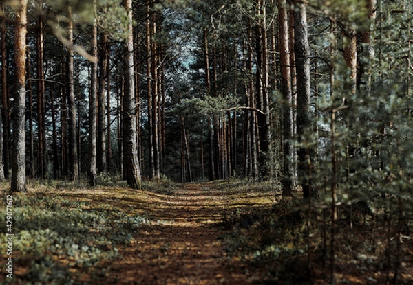 Obraz forest in the morning