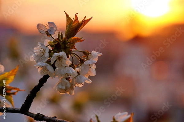 Obraz Beautiful and delicate white cherry blossoms on the branch of a tree at sunrise, with blurred gray background
