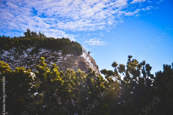 Obraz landscape with sky, mountain and Chamois